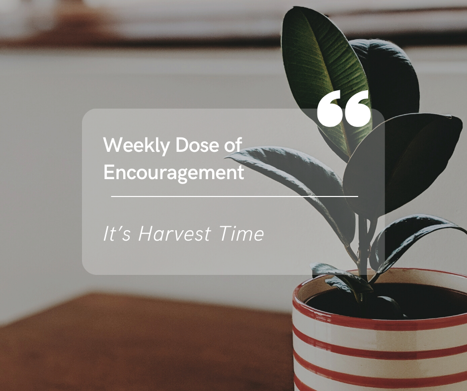 Weekly Dose of Encouragement: It’s Harvest Time